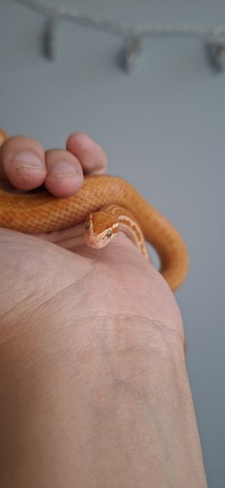 Wąż mahoniowy z terrarium lub bez terrarium