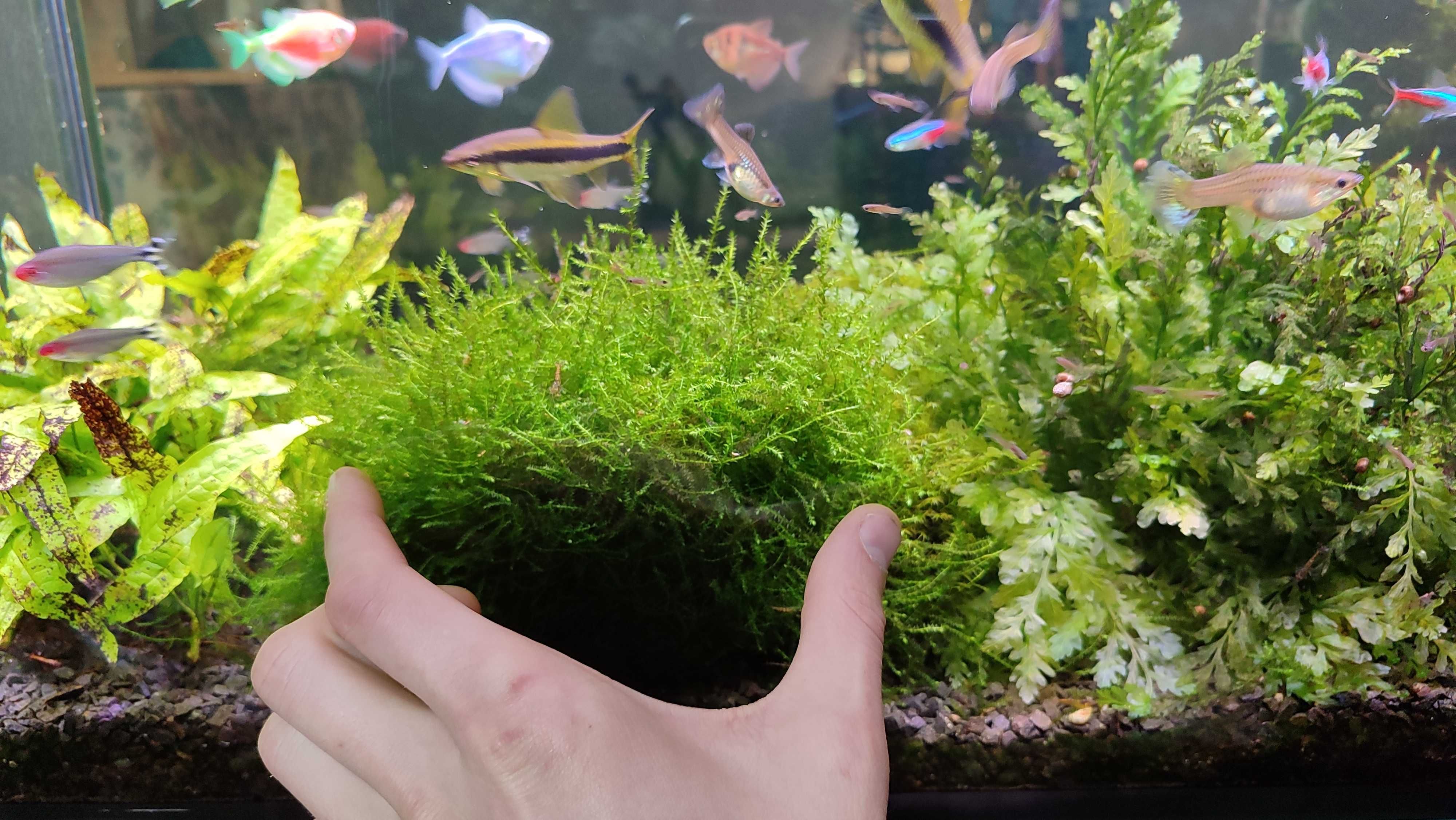 Акваріумний мох Peacock Moss