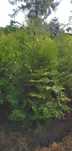 Thuja brabant 140
