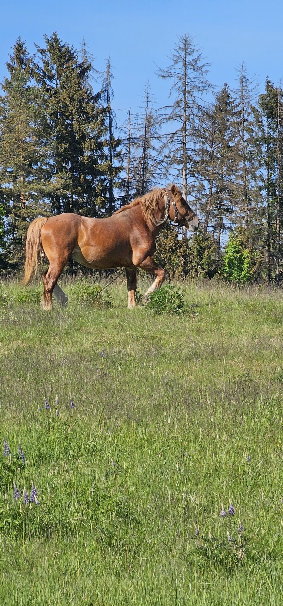 Konie, ogiery 2 lata  i 6 lat Zimnokrwiste. Łagodne