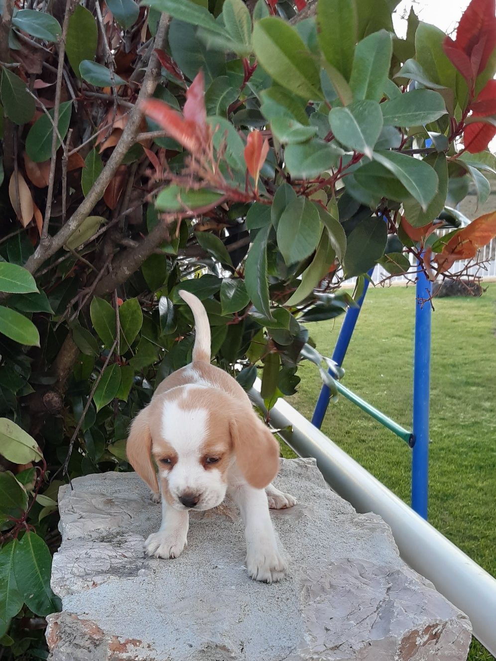 Beagle Bicolor Macho