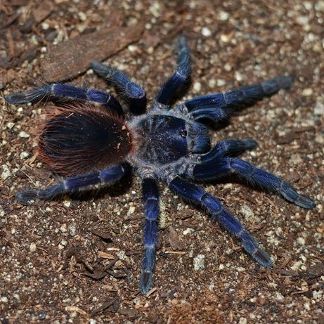 Тарантул паук птицеед для новичков синего цвета самцы