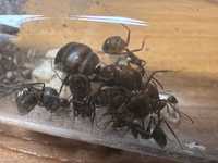 Camponotus nicobarensis