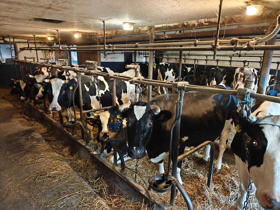 Krowy zacielone rasy HF, spod oceny