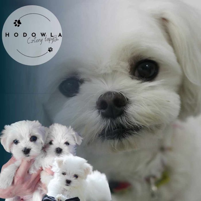 bishon frise Бішон Фрізе