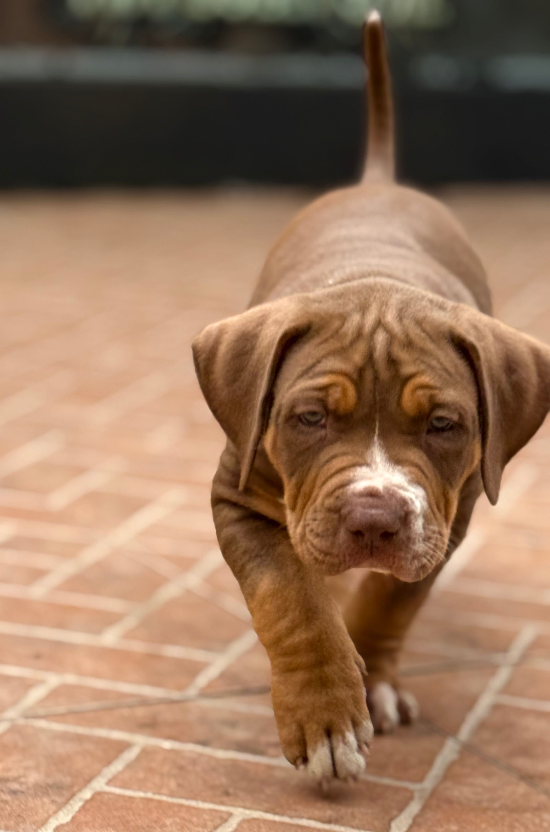 American bully xl