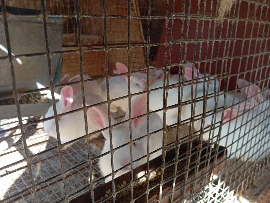 Продам кролі породи ПАНОН як ТУШКИ так і ЖИВОЮ ВАГОЮ на плем'я.