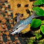 Stojaczek Punktowy Chilodus punctatus Rarytas Sklep Altum Kraków