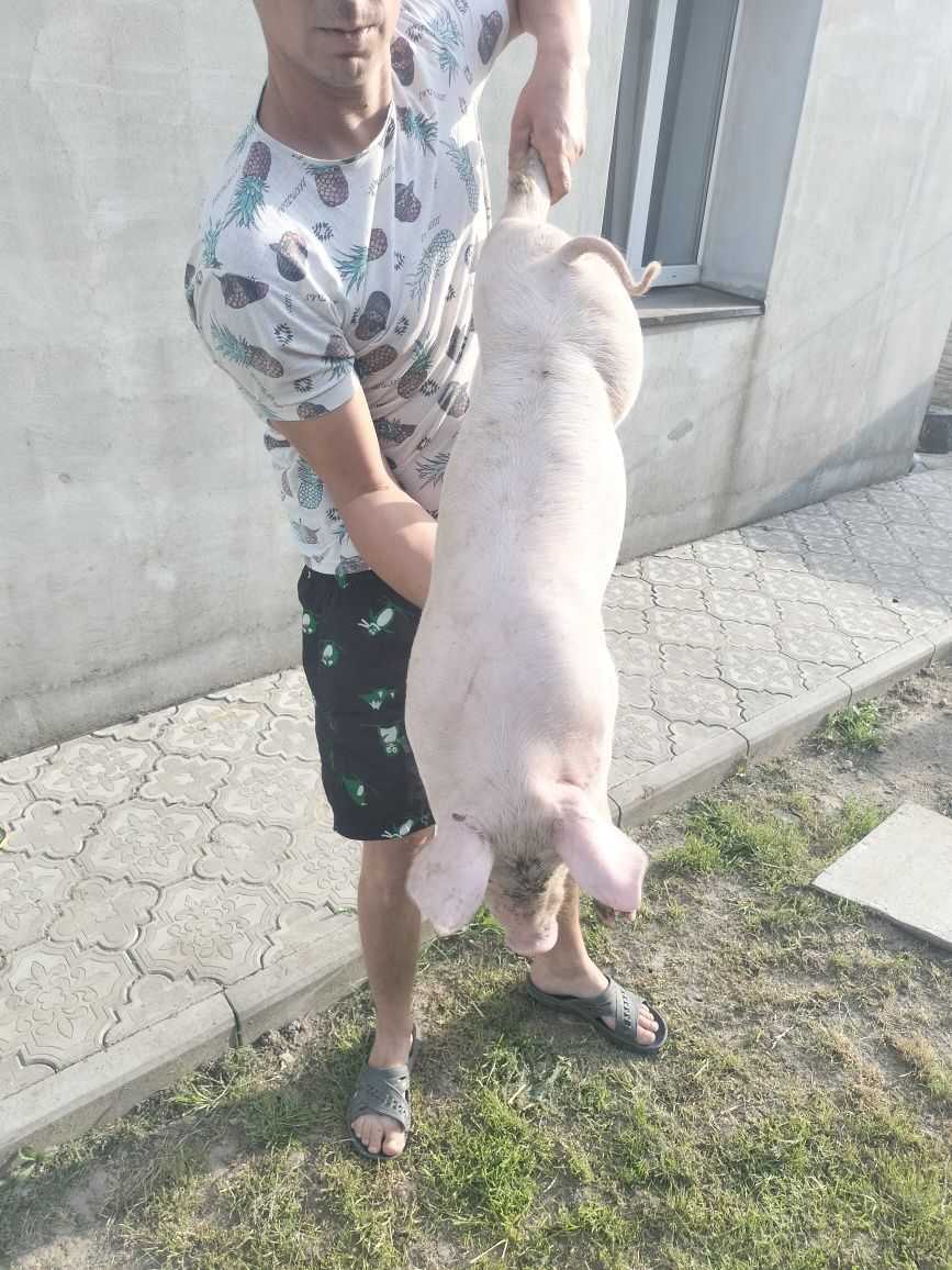 Продам поросят 3000