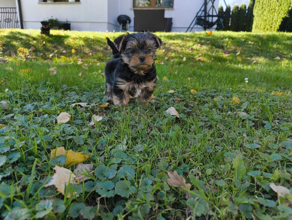 Szczeniak Yorkshire Terrier