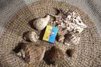 Ракушки морские Рапана,океанические ракушки,мушли для декора