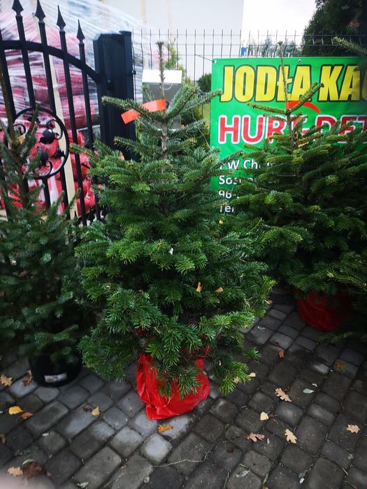 Jodła kaukaska w donicy