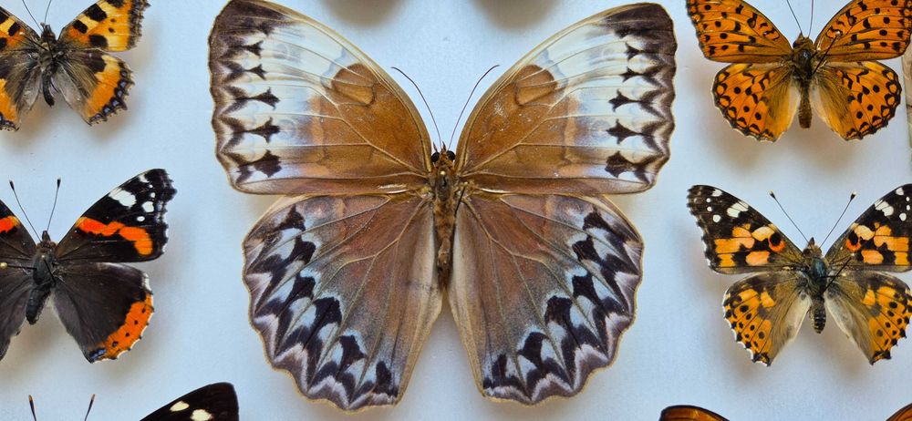 Gablotka motyle ćmy Stichophthalma Thaumantis Urania Papilio i inne