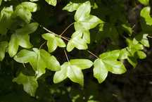 Sementes de acer monspessuanum (zelha)