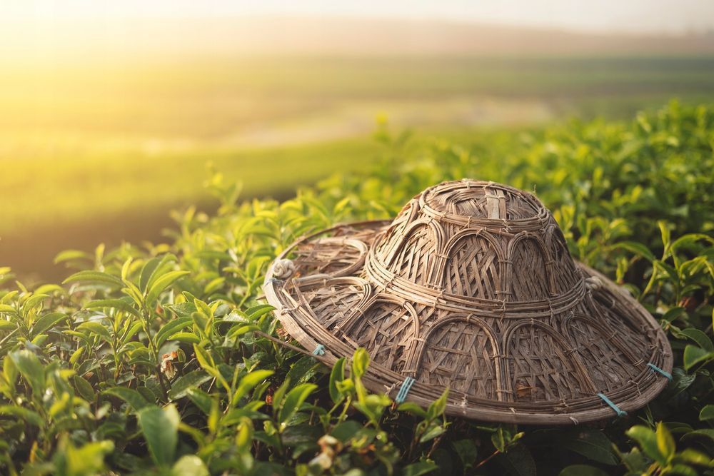 Ichigo Ichie Matcha Premium Japonia 10g - Próbka Najlepszej Matchy