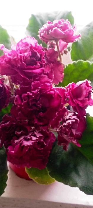 Фіалочки, гіпераструм