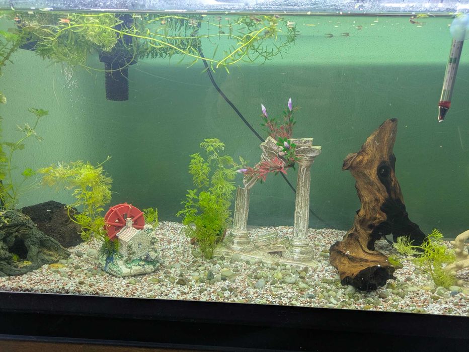 Vendo peixes de água quente