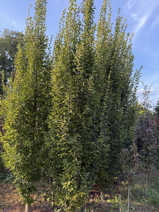 Grab FASTIGIATA (Carpinus betulus) kolumnowy o obwodzie 16-18cm.