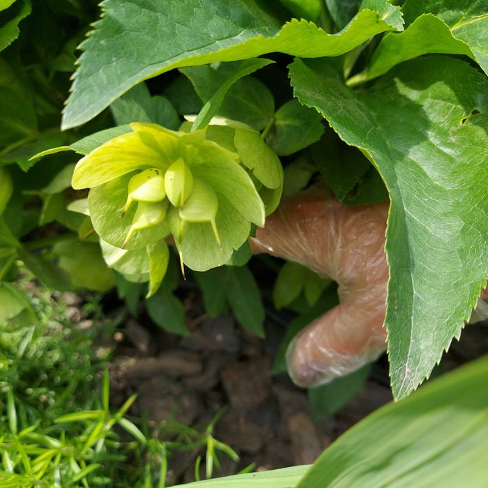 Чемерник (Морознік)