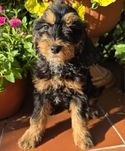 Cockapoo śliczna dziewczynka cocker spaniel i pudel