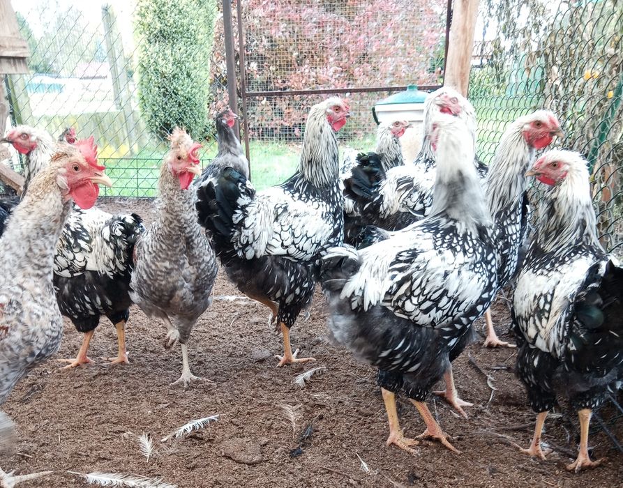 Koguty leghorn, legbar cream, wyandotte srebrnołuskowanej, zielononóż