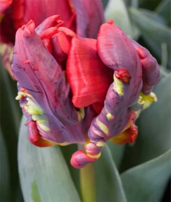 Tulipany papuzie Rococo Seadov Parrot 30 cebulek za 33 zł