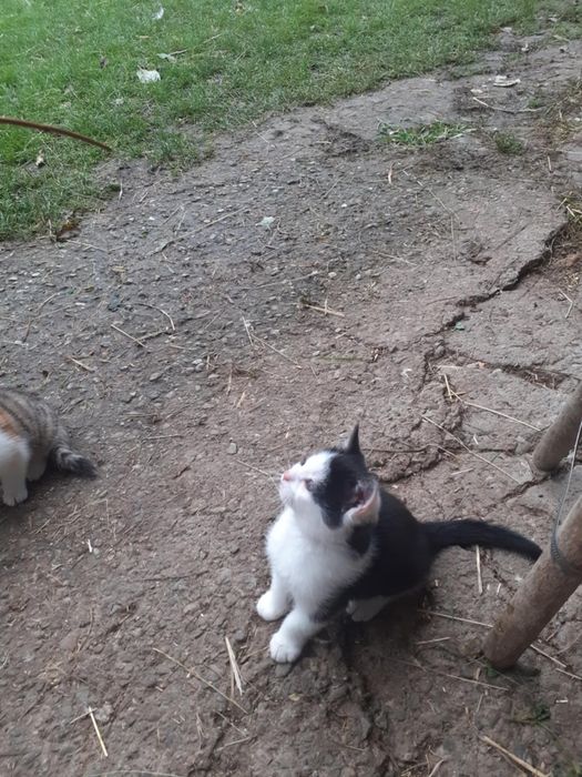 Mam do oddania 3 małe kotki