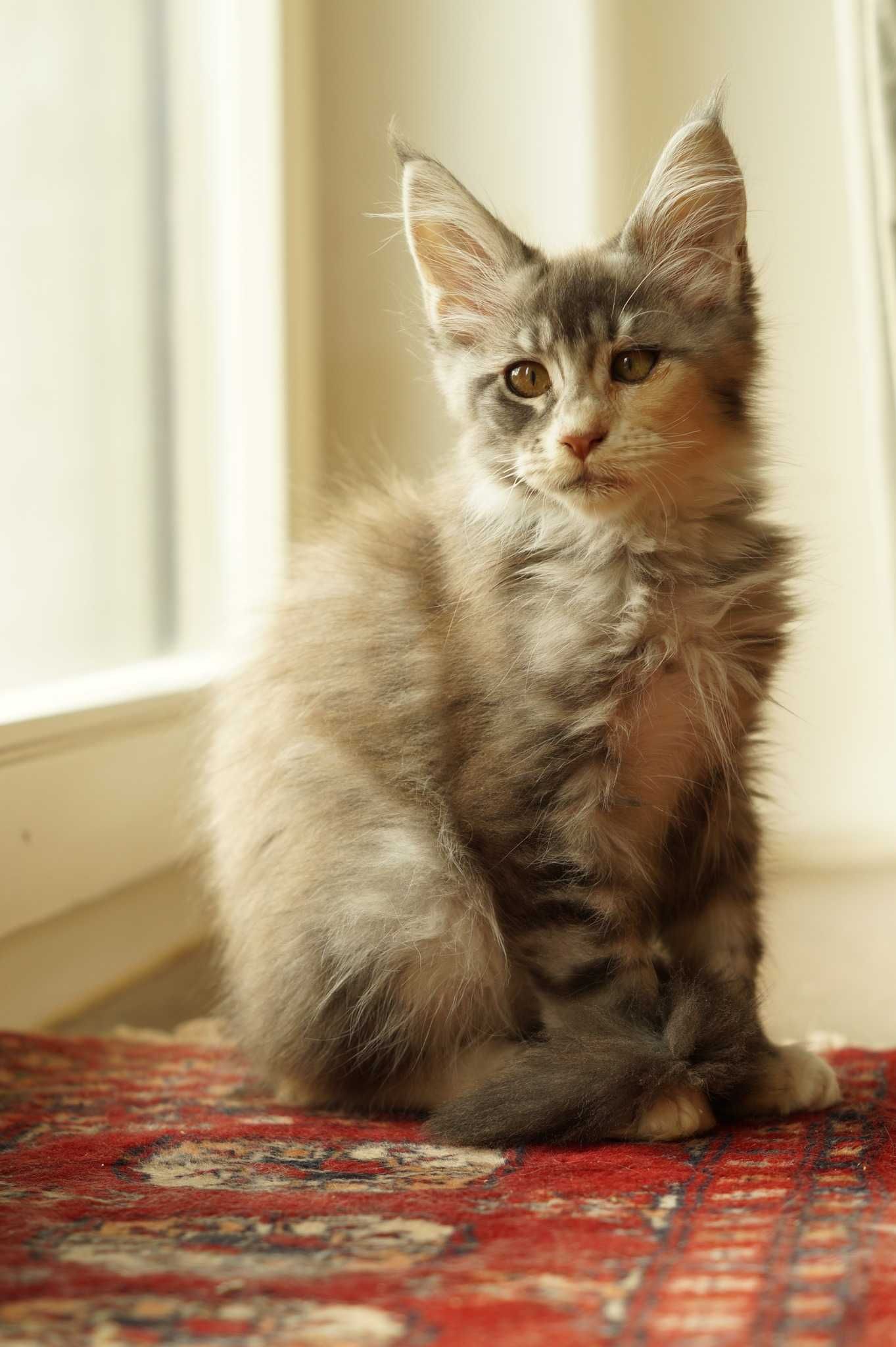 Sabrina niebieska szylkretka z bielą Maine Coon