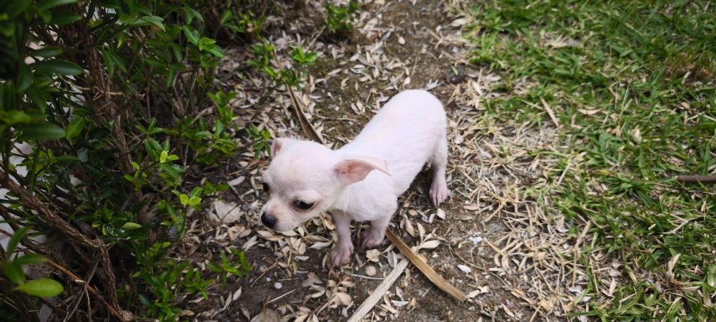 Chihuahua fêmea disponível para entrega imediata