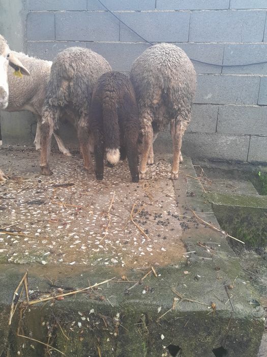 Vendo borregas para criar