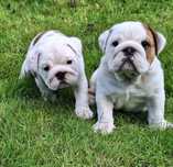 Buldog angielski Zkwp FCI bulldog buldozek