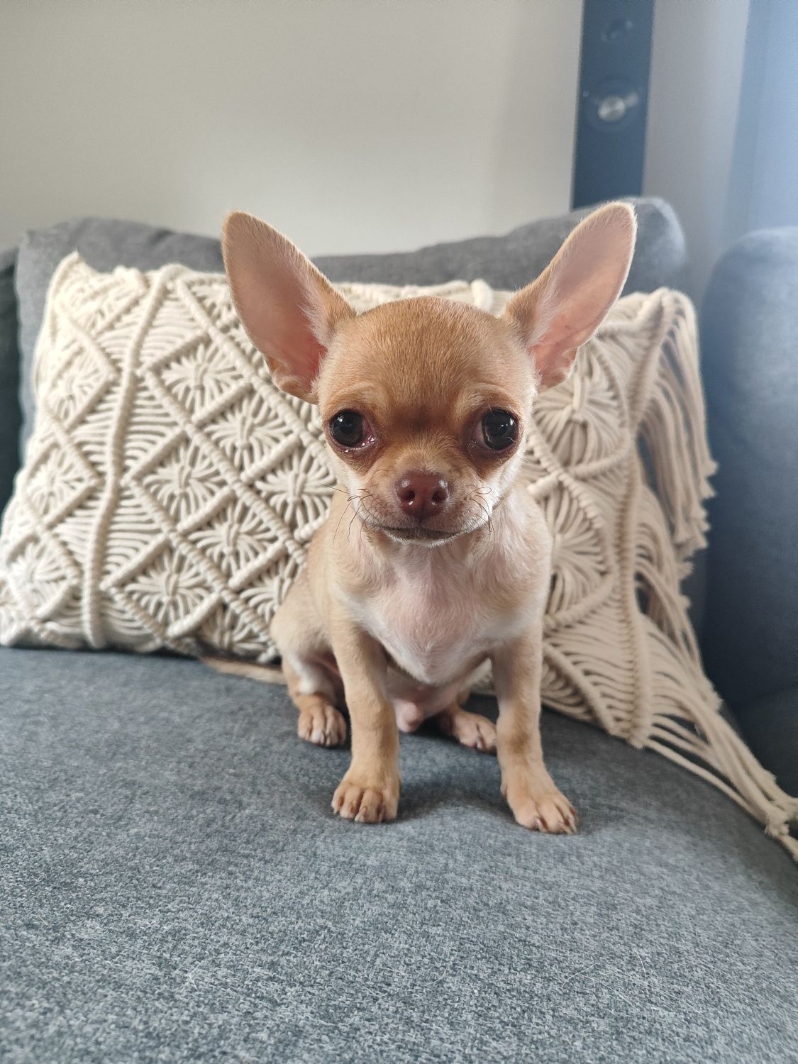 Śliczny piesek rasy chihuahua