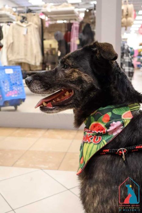 bardzo przyjazna, wspaniała sunia Kila szuka domu!