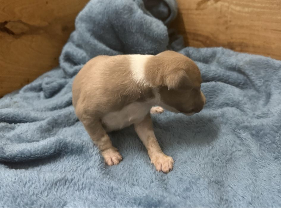 Whippet lindo com lop