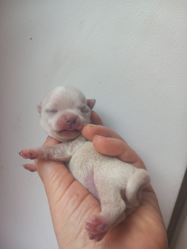 chihuahua suczka piekna jasna