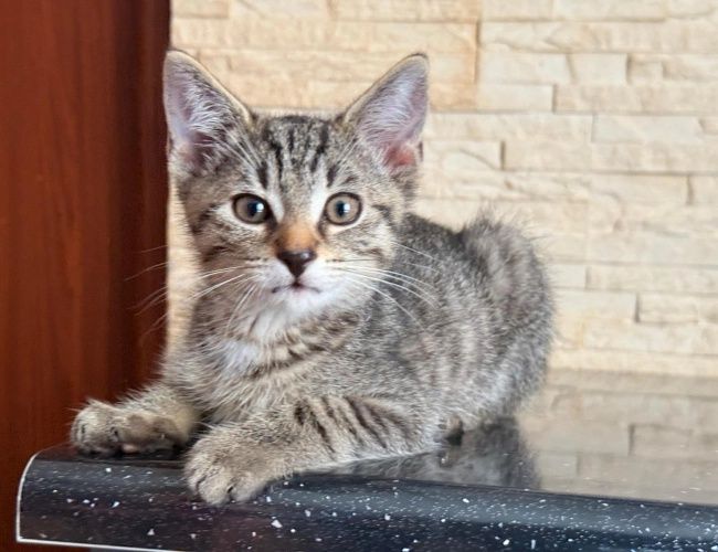 Klakier do adopcji!