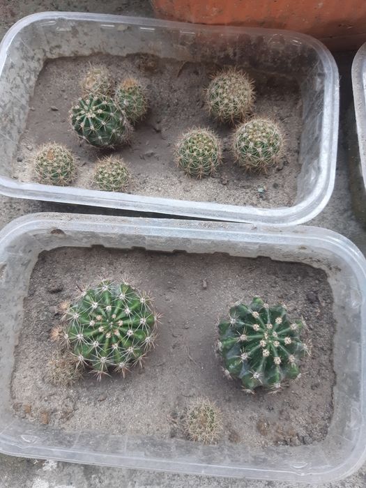 Кактусы эхинопсис розовый и белыйй