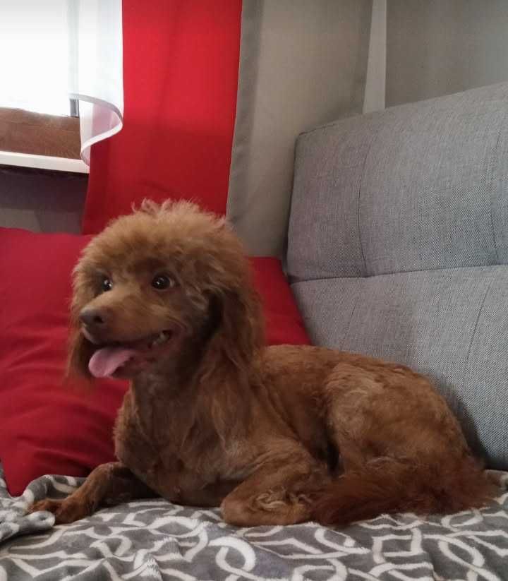 Pudel red dorosly