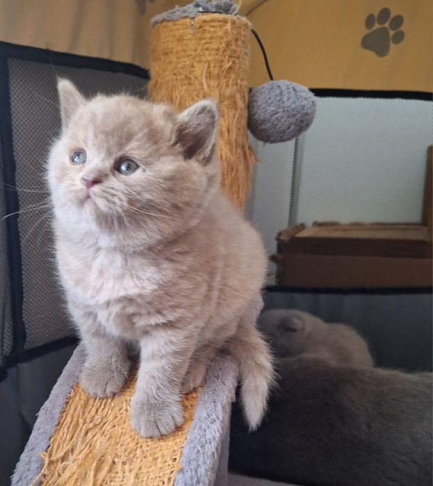 Fêmea  scottish straight