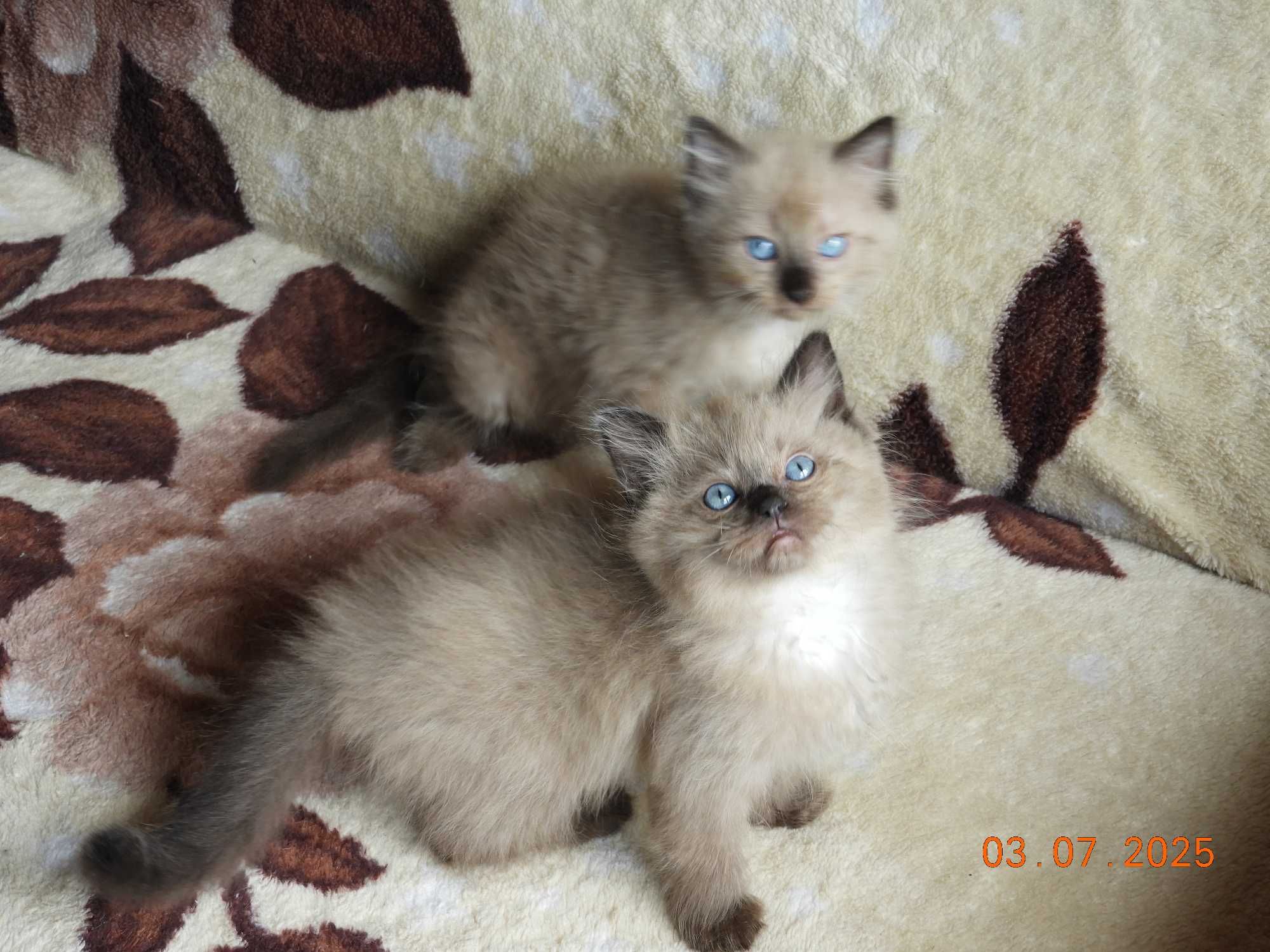Ragdoll kocurek Mink czekolada rodowód międzynarodowy TICA.