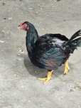 Galo Cornish pardo
