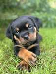 Rottweiler szczeniak FCI