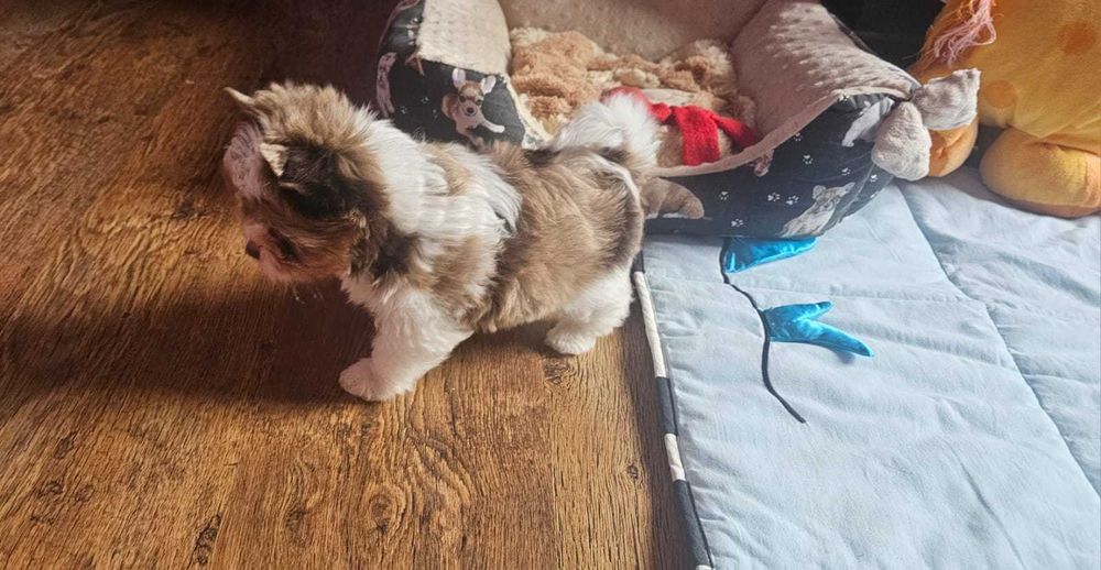 York-Yorkshire Terrier Unikacik