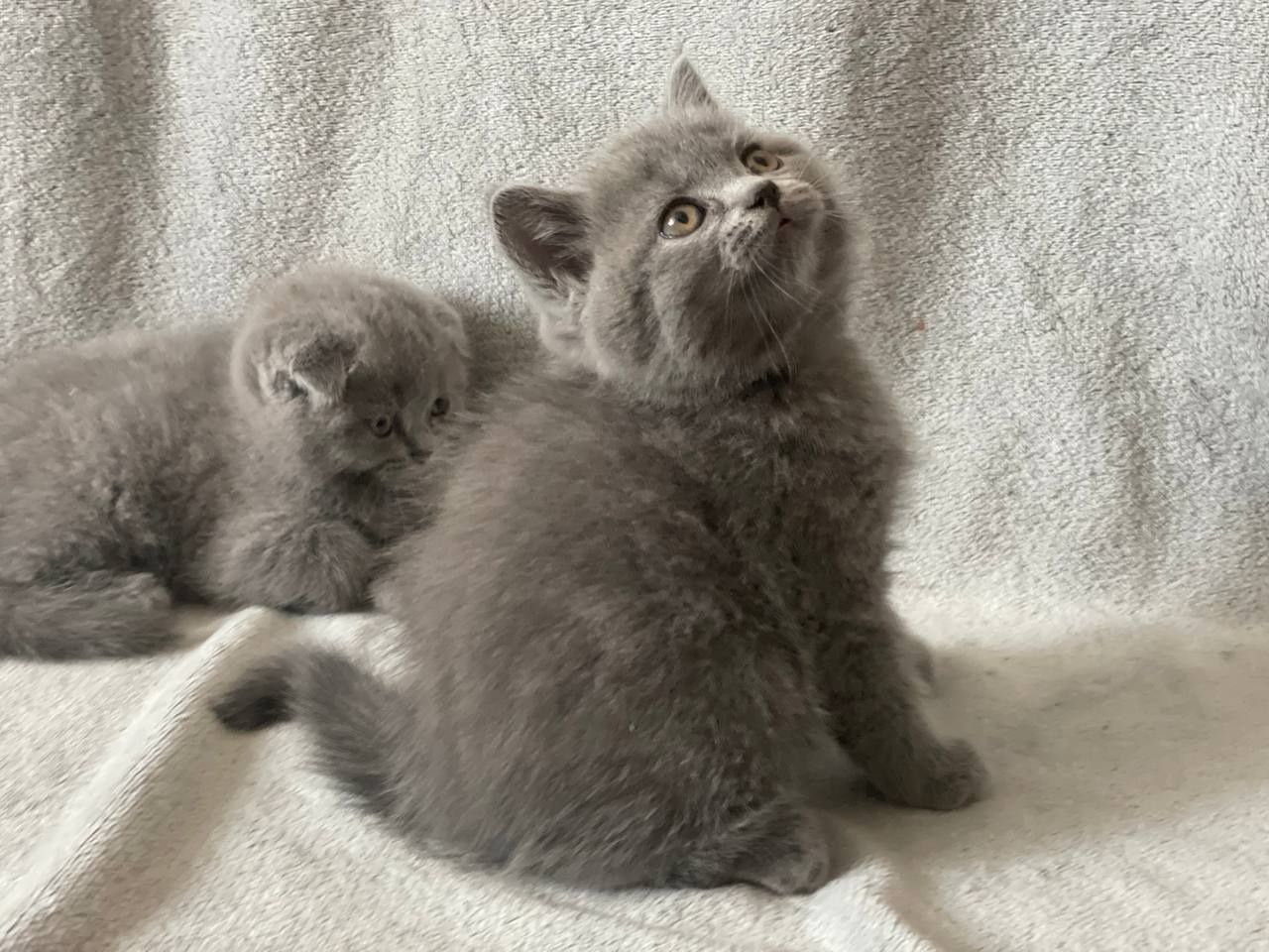 Кошенята шотландські висловухі, прямовухі Scottish Fold та Straight