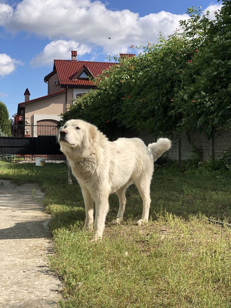 Кавказская овчарка