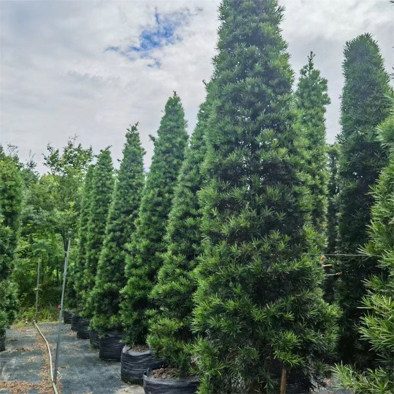 Cis kula XXL w donicy. Bonsai Niwaki sosna jałowiec szmaragd klon .