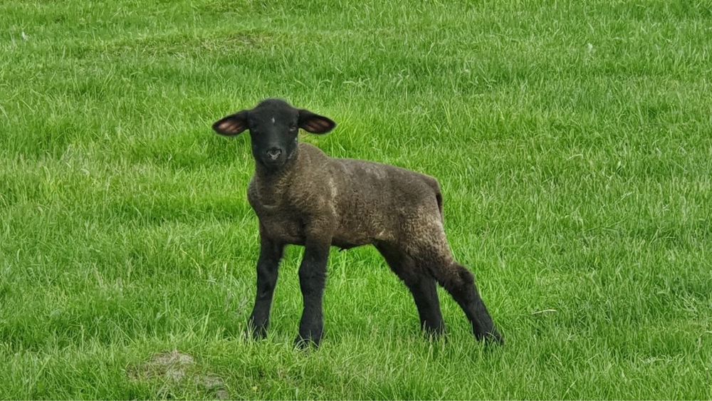 Продам овець, шотландська порода Суффолк
