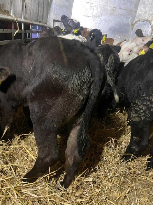 Cielaczki mięsne Płońsk