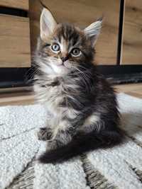 Main Coon kocurek Fenix