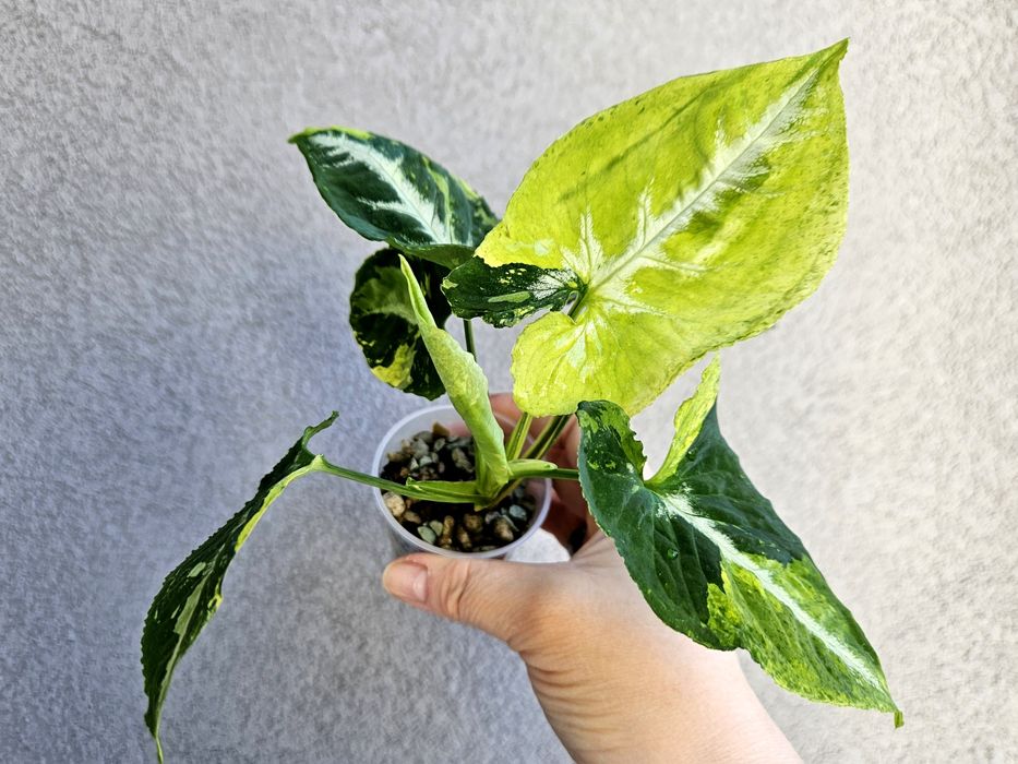 Syngonium scrambled eggs piękne wybarwienie mint w hydroponice